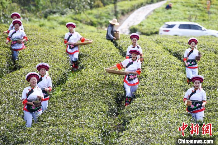 白族村民走進(jìn)茶園采摘。　楊華峰 攝