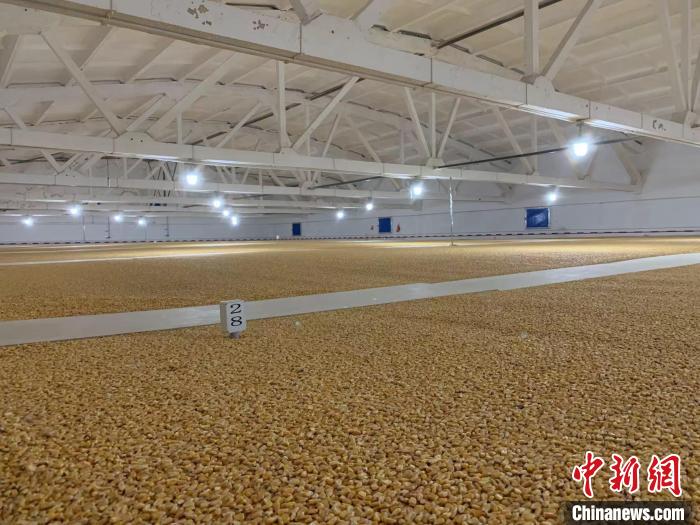 倉(cāng)內(nèi)清涼干爽、遍地金黃，上千平方米的糧食盡收眼底?！⊥趸萘?攝