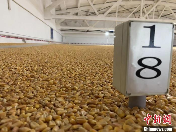 數(shù)千噸的小麥、玉米如同一塊塊被“切平”的巨型蛋糕“鑲嵌”在地面上?！⊥趸萘?攝