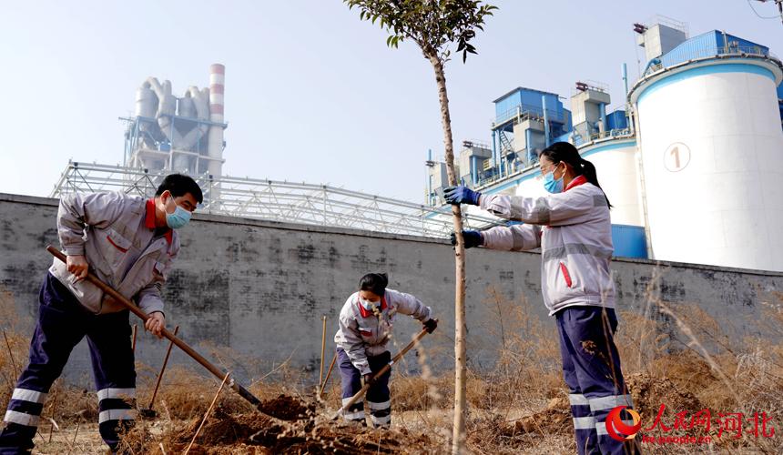 邢臺金隅職工在石邢公路沿線植樹。 宋繼昌攝