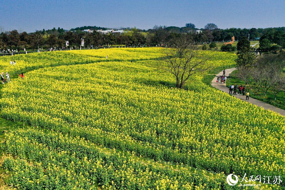 高淳區(qū)椏溪國際慢城桃花扇廣場油菜花田。劉列攝