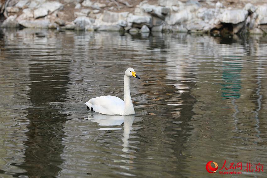 北京動物園水禽湖上，水鳥游弋其中，傳遞春的消息。人民網(wǎng) 尹星云攝