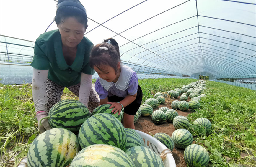 在北辰區(qū)雙街鎮(zhèn)的西瓜種植基地內(nèi)，種植農(nóng)戶們正忙著采收。陳立興攝