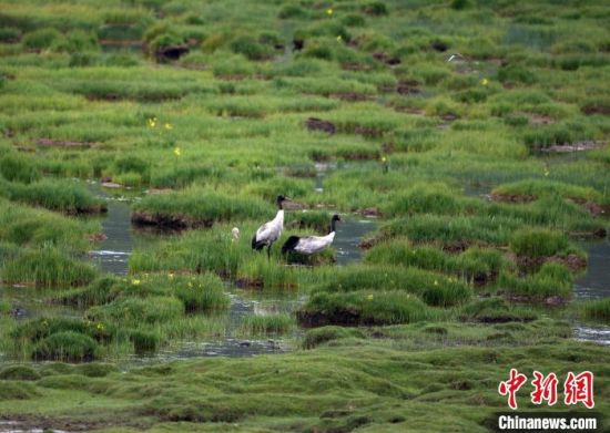 圖為祁連山國(guó)家公園青海片區(qū)內(nèi)的黑頸鶴。　祁連山國(guó)家公園青海省管理局供圖 攝