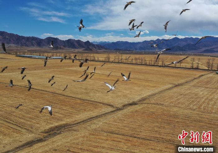 圖為黑頸鶴在拉薩市林周縣境內(nèi)飛翔?！∝暩聛硭?攝