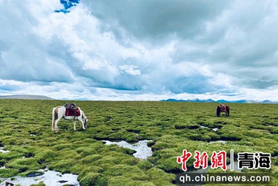 圖為長(zhǎng)江南源沼澤濕地。李江寧攝
