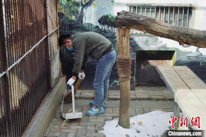 圖為雪豹“奶爸”史壽軍正在打掃豹館衛(wèi)生?！●R銘言 攝