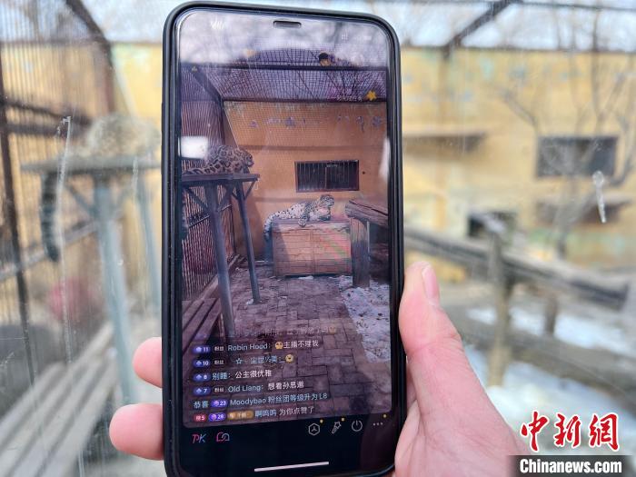 圖為雪豹“奶爸”史壽軍正在直播。　馬銘言 攝