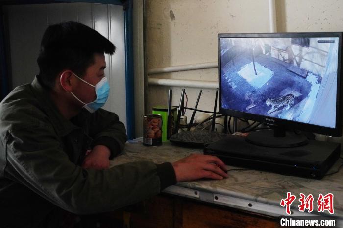 圖為雪豹“奶爸”史壽軍通過監(jiān)控察看雪豹情況。　馬銘言 攝