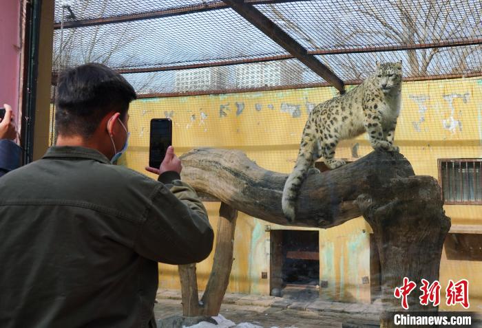 圖為雪豹“奶爸”史壽軍正在直播。　馬銘言 攝