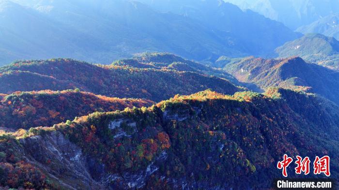 四川巴山大峽谷彩林迎來(lái)最佳觀(guān)賞期