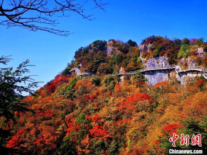 巴山大峽谷漫天紅葉?！埰?攝