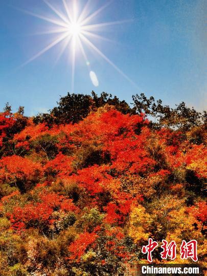 萬源市紅葉似火?！≈炱桨?攝