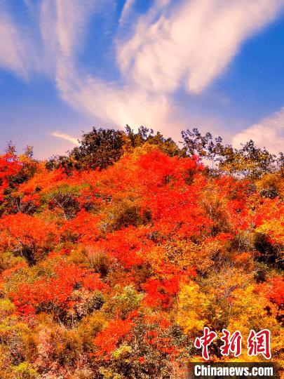 萬源深秋紅葉似火?！≈炱桨?　攝