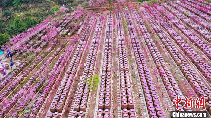 灼灼桃花惹人醉?！㈡?攝