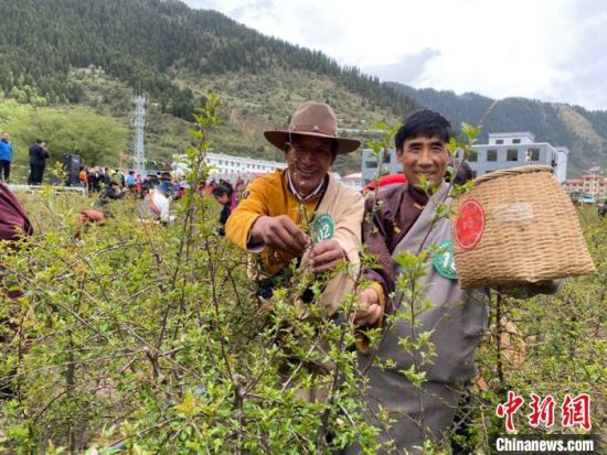 圖為當(dāng)?shù)剞r(nóng)牧民進(jìn)行藏雪茶采摘比賽?！⊥鮿x 攝