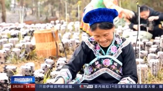 種蘑菇、養(yǎng)駱駝...。。特色產(chǎn)業(yè)助力鄉(xiāng)村振興走新路