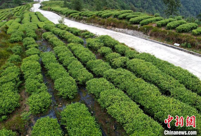 圖為西藏林芝市墨脫縣背崩鄉(xiāng)格林村山頂?shù)木坝^茶園。(無人機(jī)照片) 李林 攝