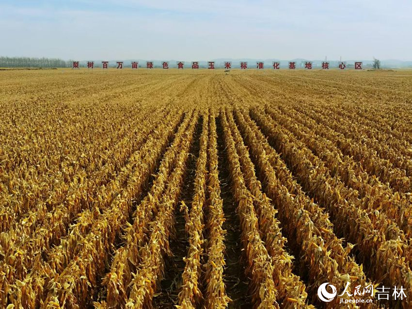 吉林黑土地上糧滿倉（資料圖片）。人民網(wǎng)記者 王海躍攝