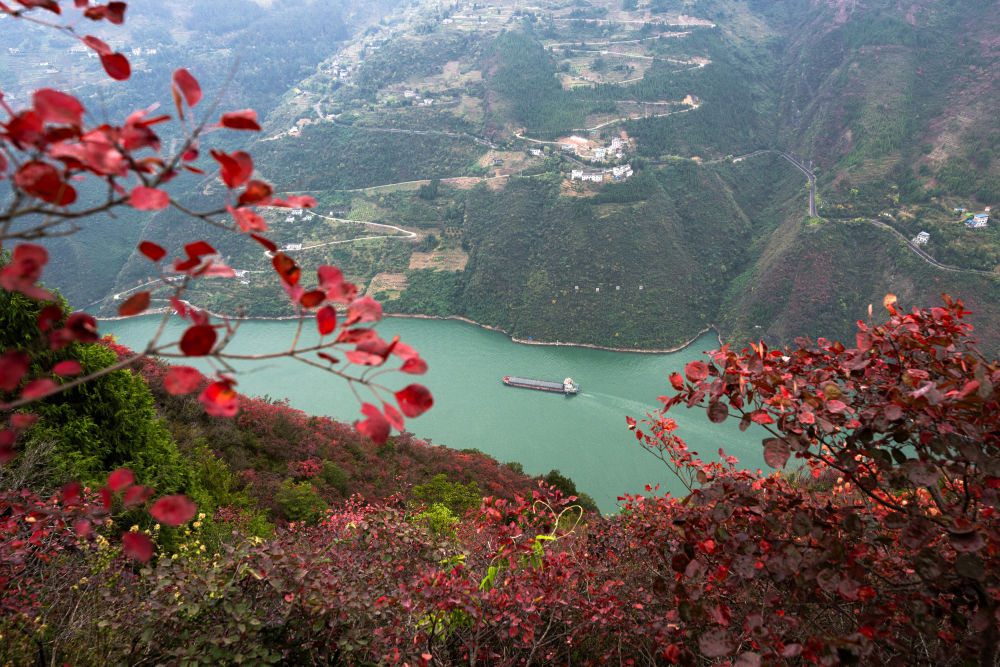 船舶行駛在紅葉掩映下的長江三峽重慶市巫山縣水域（2023年11月30日攝）。新華社記者 肖藝九 攝