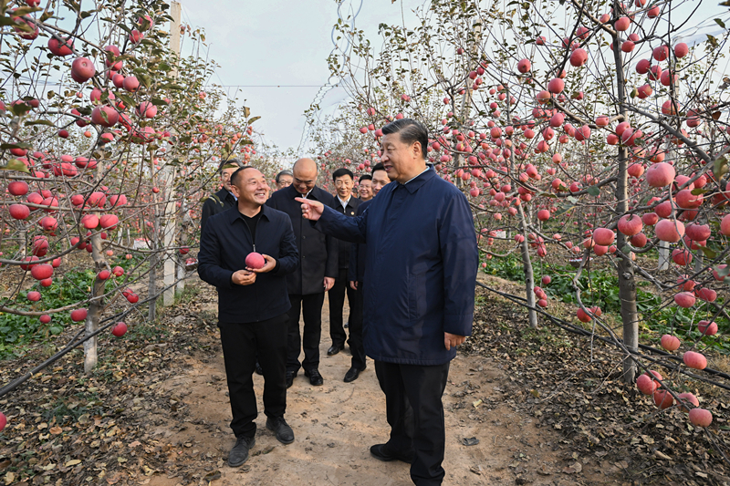 2022年10月26日，習近平總書記在陜西省延安市安塞區(qū)高橋鎮(zhèn)南溝村的蘋果園里同老鄉(xiāng)們親切交流。