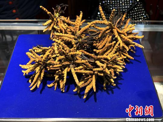 圖為冬蟲夏草?！O睿 攝