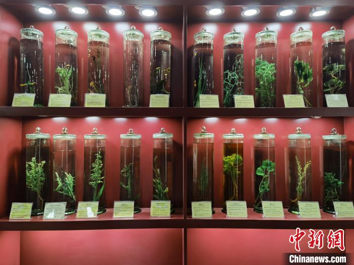 圖為藏藥藥材標(biāo)本。　張海雯 攝.jpg