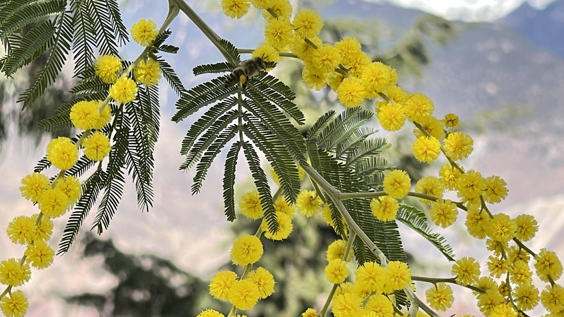 蜜蜂在金合歡花枝上休憩。