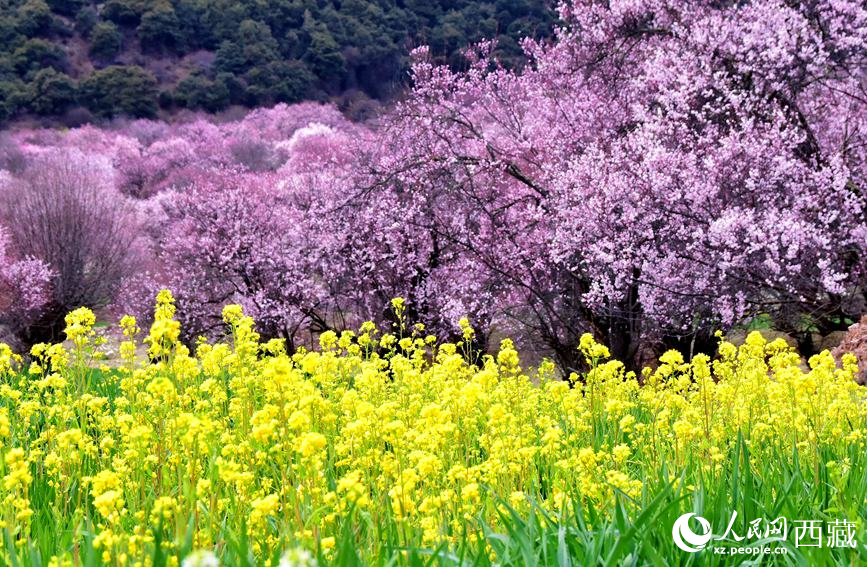 桃花與油菜花勾勒出別樣風景。 人民網(wǎng) 李海霞攝