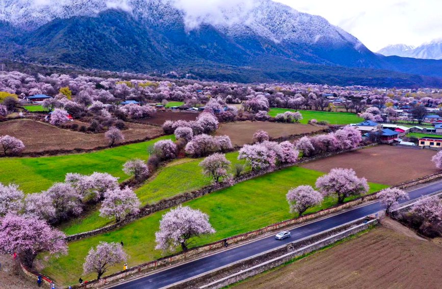 波密縣傾多鎮(zhèn)如納村盛開的桃花。徐馭堯攝