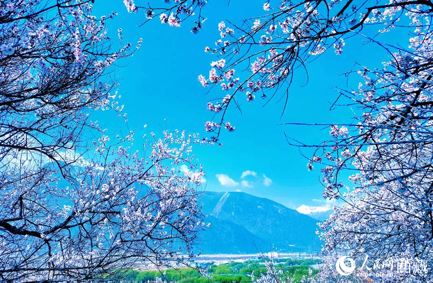 藍天與桃花相映成趣。 人民網(wǎng) 李海霞攝