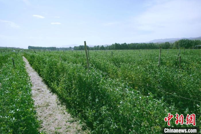天?？h高原綠色(有機(jī))蔬菜基地種植的食用莢豆?！￡I道華 攝