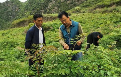 圖為張金利調(diào)研適合阿拉村種植的農(nóng)作物，經(jīng)過不斷改良技術(shù)后，產(chǎn)量大大提高。(資料圖)甘肅省水利廳供圖