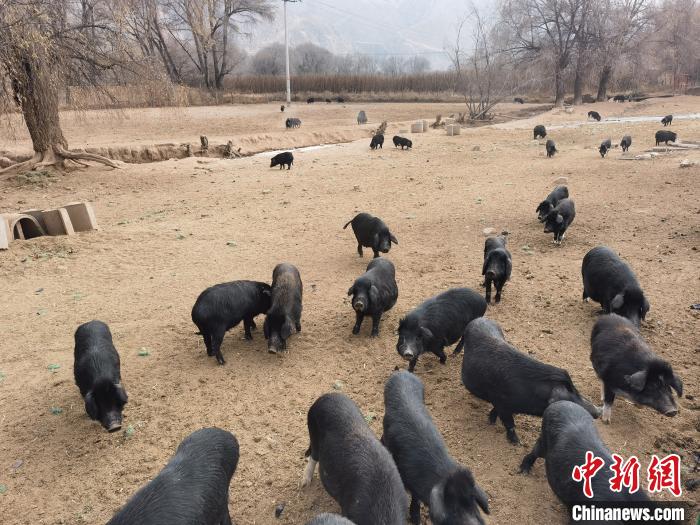 圖為藏香豬。　祁增蓓 攝