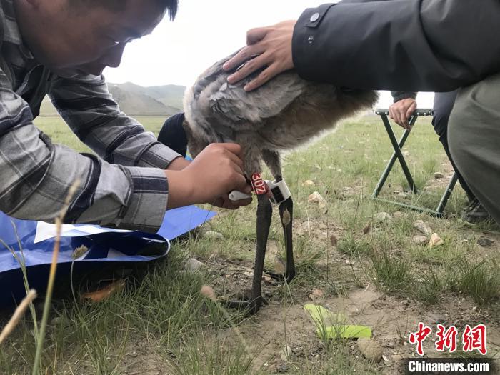圖為研究人員為黑頸鶴佩戴GPS跟蹤設(shè)備。祁連山國家公園青海省管理局供圖