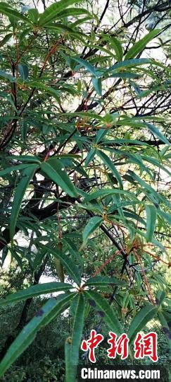 被稱為植物界“大熊貓”的五小葉槭植物?！】刀ㄊ形麄鞑抗﹫D