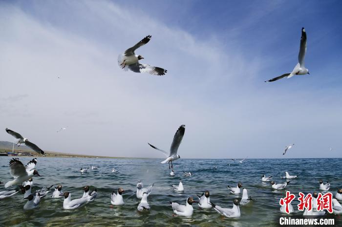 圖為水鳥在青海湖飛翔?！●R銘言 攝