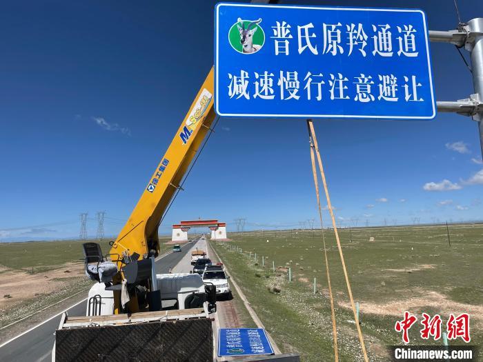圖為青海省海北州剛察縣設(shè)立的普氏原羚通道警示牌?！∏嗪Ｊ『１敝萑嗣駲z察院供圖