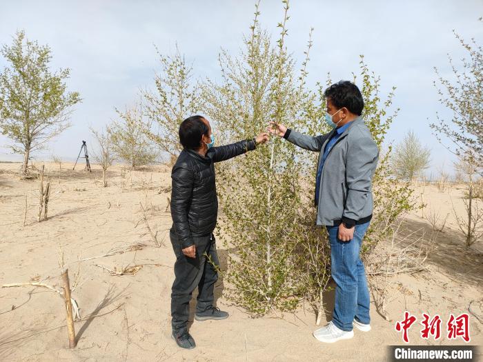 柴達木盆地的護林員：守護，只為那一片綠
