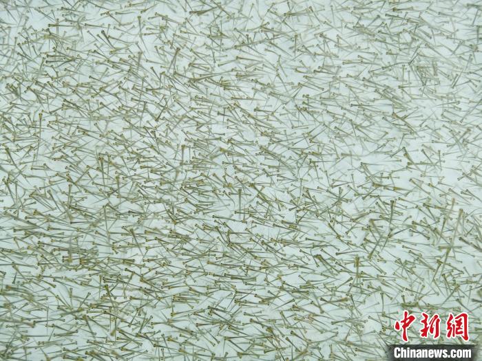 圖為密集培育的魚苗。　張?zhí)砀?攝