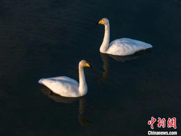 圖為兩只天鵝在湖中游蕩?！『螁⒔?攝