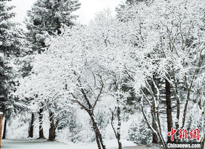 大熊貓國家公園王朗片區(qū)春雪如畫，宛若仙境?！×_春平 攝