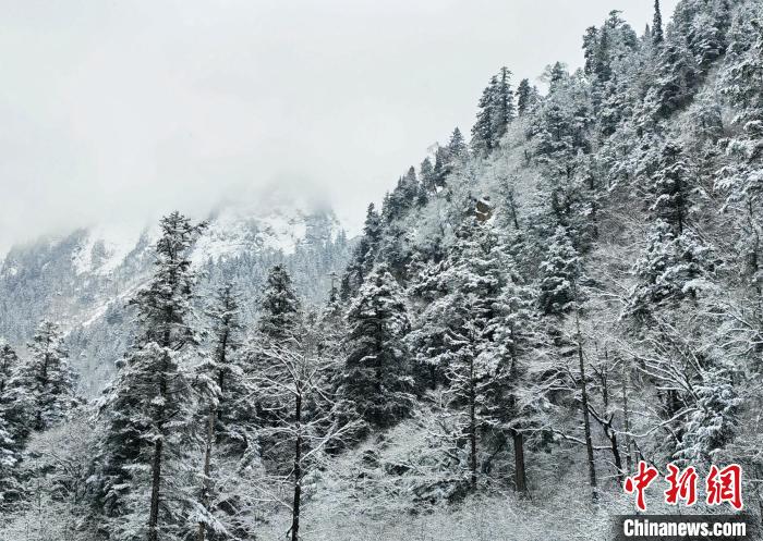 大熊貓國家公園王朗片區(qū)春雪如畫，宛若仙境?！×_春平 攝
