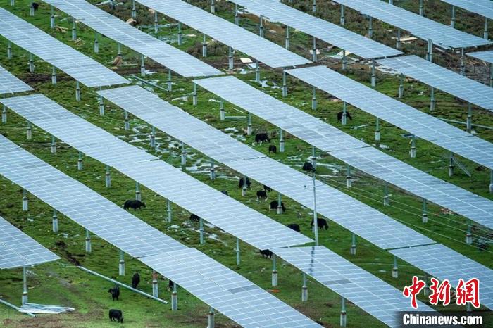 柯拉光伏板距地面高度超過1.8米，可滿足植被生長需要，又能保障牛羊放牧空間，實現(xiàn)“牧光”互補。　劉忠俊 攝