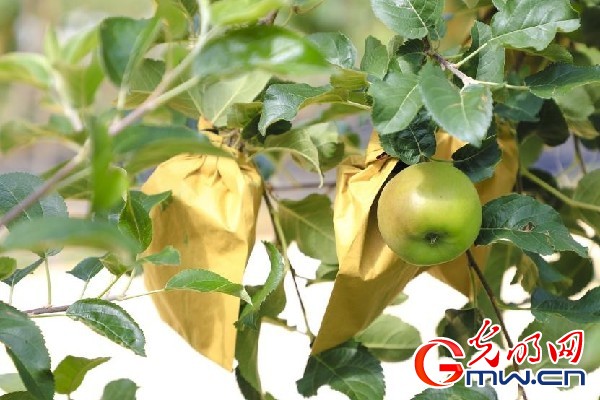 我們的家園｜小蘋果帶動(dòng)大產(chǎn)業(yè)，帶你看看這座阿壩州小村的鄉(xiāng)村振興新模式
