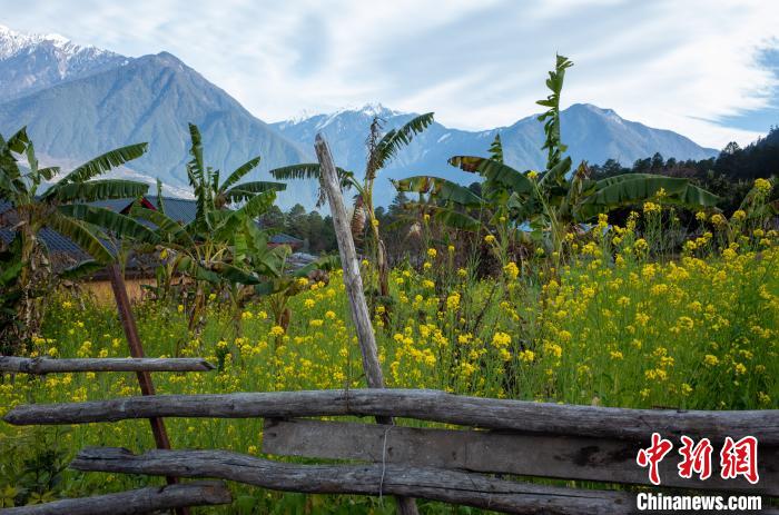種獼猴桃、耙耙柑西藏林芝下察隅千方百計(jì)為民眾“鼓腰包”