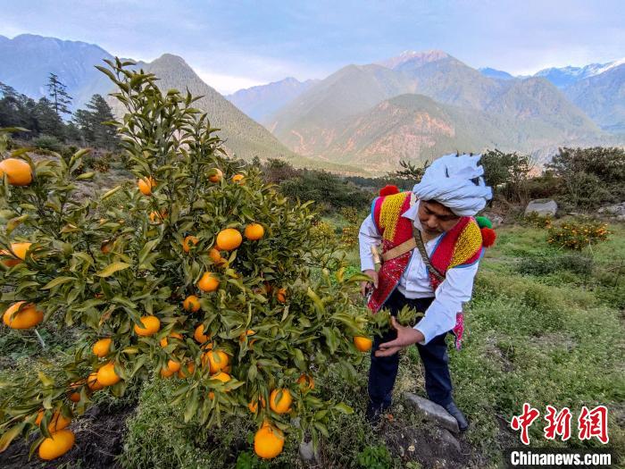 林芝下察隅鎮(zhèn)京都村101畝耙耙柑豐收?！〗w波 攝