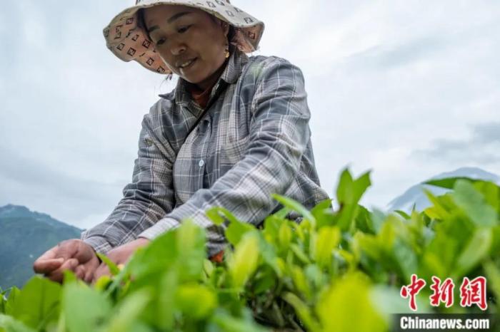 圖為墨脫縣背崩鄉(xiāng)門巴族民眾采摘茶葉。