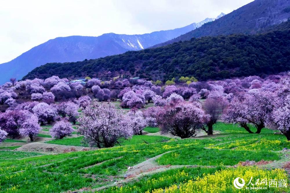 一樹樹野桃花開得正艷。人民網(wǎng) 李海霞攝