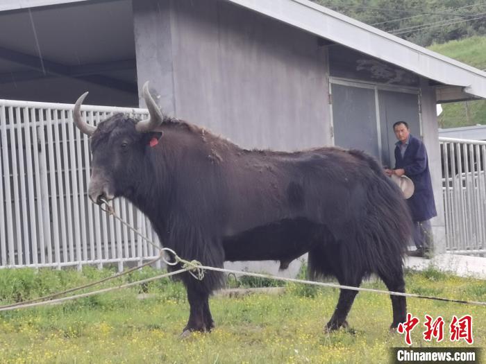 探訪全國(guó)最大牦牛產(chǎn)學(xué)研基地：“大通牦?！备牧己笠峒s180萬頭